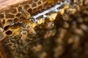 BeeStory018