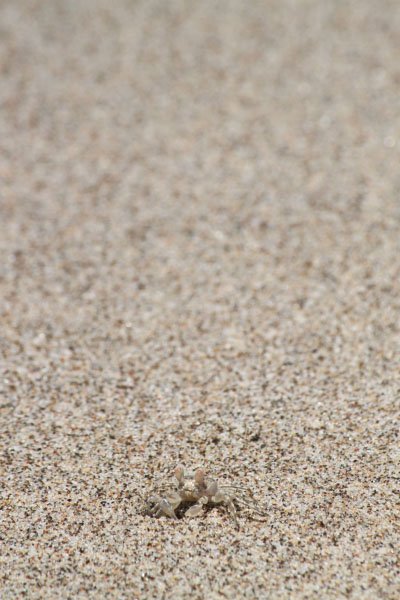 phoca_thumb_l_ghost crab - patrick smallhorn