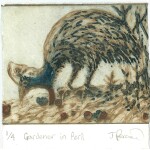 96 Joshua Percival Gardener in peril, 2020Multi plate copper etching print, oil based inks on hahnemuhle, 12 x 12cm Tropical wilderness is under threat. Our biggest bird is too. The Cassowary plants rainforest as it travels; without it rainforest will change drastically.Current bid as at 3:30pm 13 November 2020: $40