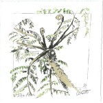 85 Isabella Shatte Tree Fern, 2020Drypoint with water colour additions, 12 x 12cm  I have recorded in drypoint the linear grace of the beautiful tree fern.Current bid as at 3:30pm 13 November 2020: $20