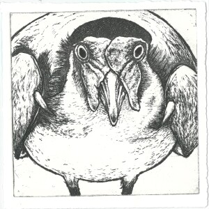 91 Zelma Schulten Territorial, 2020Etching, 12 x 12cm  Masked Plovers are extremely protective of their territory. These birds are very dedicated parents and also pair for life.Current bid as at 3:30pm 13 November 2020: $60